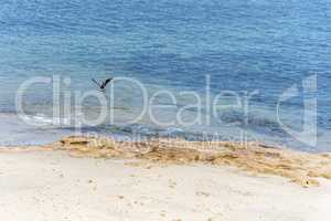Ocean landscape, sandy beach, blue sea and seagull flying.