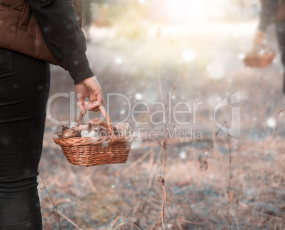 female hand holds a wicker basket with forest mushrooms