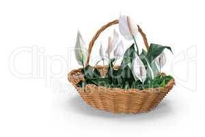 Blooming white flowers spathiphyllum in a basket on a white background.