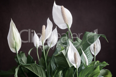 Blooming white flowers spathiphyllum.