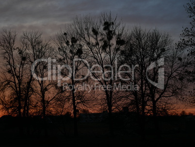 Sunset Tree sky color