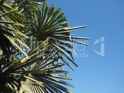 palm tree leaves background with copy space