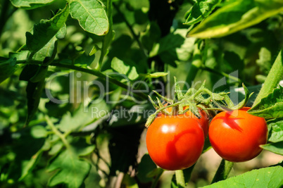 Tomatoes on a background of green bush.