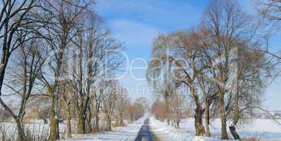 Winter road through snowy fields and trees . Wide photo.