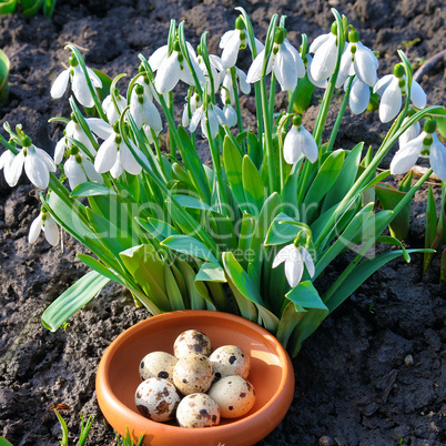 Snow-white snowdrops and quail eggs. Easter composition.