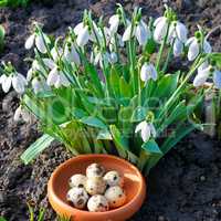 Snow-white snowdrops and quail eggs. Easter composition.