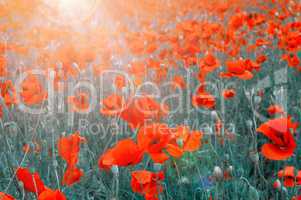 field with red poppies in the sun