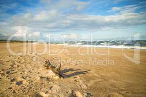 Driftwood at a beach of the Baltic Sea