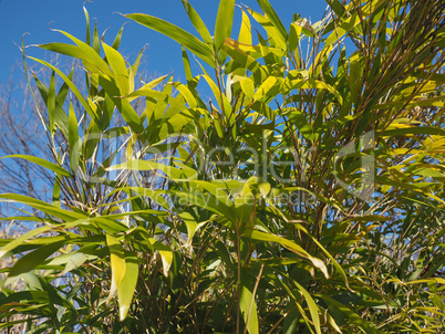 bamboo tree leaves background