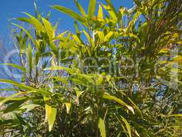 bamboo tree leaves background