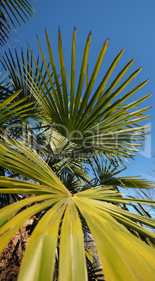 palm tree leaves background