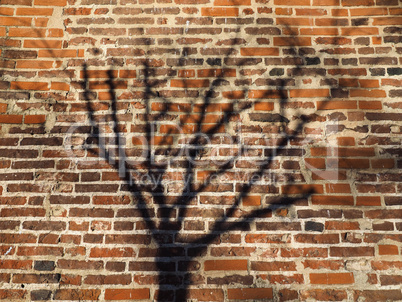 tree shadow on red brick wall