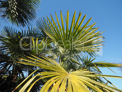 palm tree leaves background