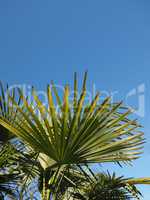 palm tree leaves background with copy space