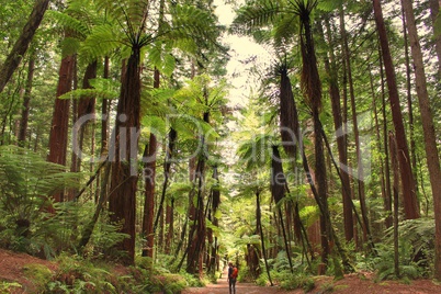 Rainforest in NZ