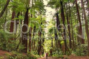Rainforest in NZ