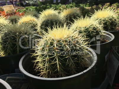 Backlit Cactus Succulent Variety at Local Market