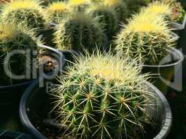 Backlit Cactus Succulent Variety at Local Market