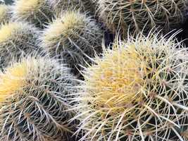 Backlit Cactus Succulent Variety at Local Market