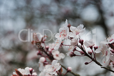 Kirschblühte im Frühling