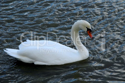 cygne blanc