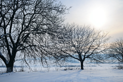 Winter landscape. Sunrise . Fields and trees are covered with sn