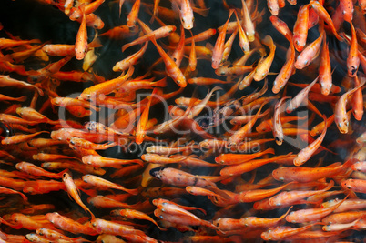 Small red carp in the lake water.