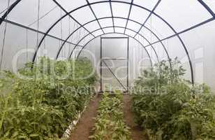 A small greenhouse for agricultural plants.