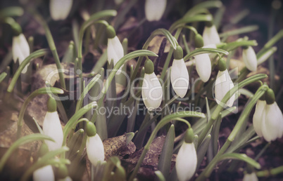 Snowdrops - the first spring flowers.