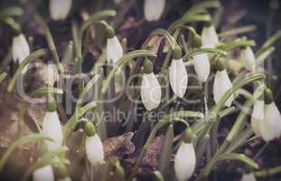 Snowdrops - the first spring flowers.