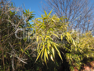 bamboo tree leaves background