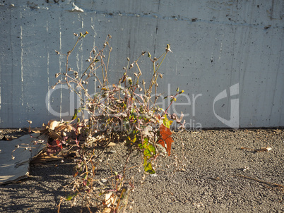 wild flowers growing from concrete