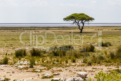 Etosha-Phanne mit Baum, Namibia, Ethosha Pan with Tree, Namibia