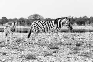 Zebra mit Fohlen, Etosha Nationalpark, Zebra with foal, Etosha National Park