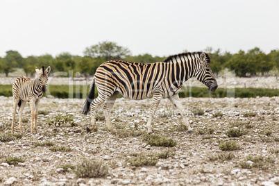 Zebra mit Fohlen, Etosha Nationalpark, Zebra with foal, Etosha National Park