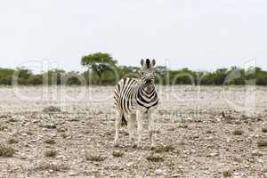 Fohlen eines Steppenzebras, Etosha Nationalpark, Foal of Plains Zebra, Etosha National Park, Namibia