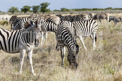 Herde Steppenzebras in Etosha Nationalpark, Namibia, Herd plains zebras, Etosha National Park, Namibia