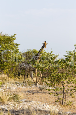 Giraffe, Etosha National Park, Namibia