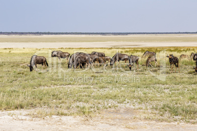 Streifengnu, Etosha-Pfanne, Namibia, Blue Wildebeest, Etosha pan, Namibia