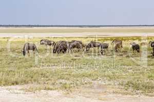 Streifengnu, Etosha-Pfanne, Namibia, Blue Wildebeest, Etosha pan, Namibia