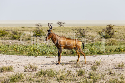 Kuhantilope, red hartebeest, Etosha National Park, Namibia