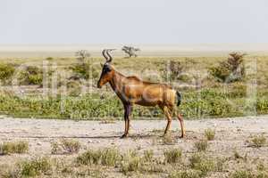 Kuhantilope, red hartebeest, Etosha National Park, Namibia