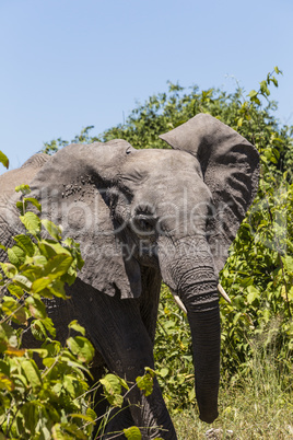 Afrikanischer Elefant, african bush elephant