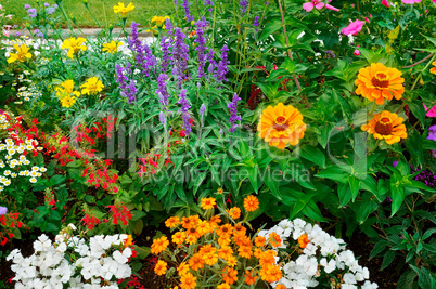 Beautiful background of bright garden flowers.