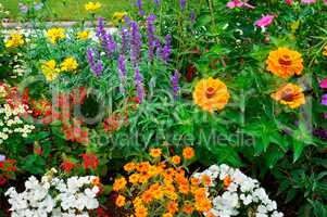 Beautiful background of bright garden flowers.
