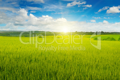 Green field and sun rise in the blue sky.