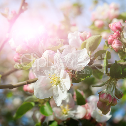 Flowers of an apple tree in the rays of a bright sun. Shallow de