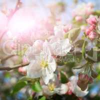 Flowers of an apple tree in the rays of a bright sun. Shallow de