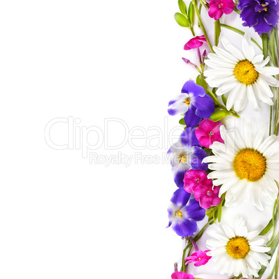 Chamomile and Violet isolated on white background. Flat lay, top