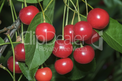 Ripe cherries on a tree branch.
